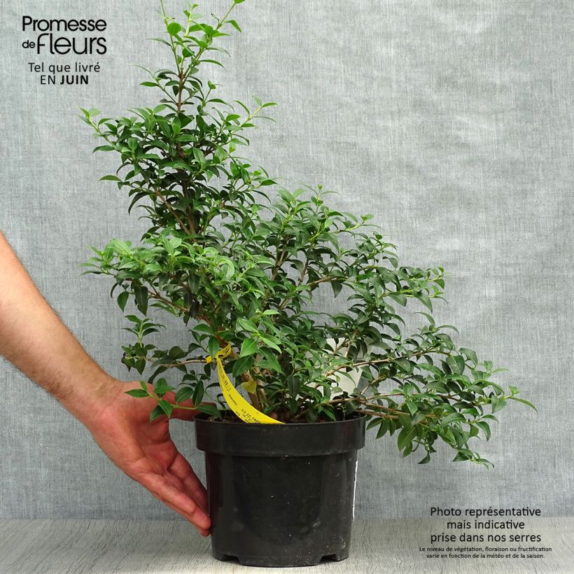 Osmanthus burkwoodii 2L/3L pot sample as delivered in summer