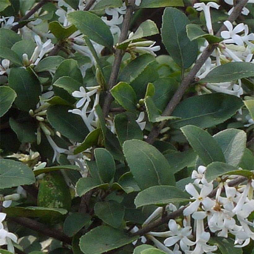 Osmanthus delavayi (Foliage)