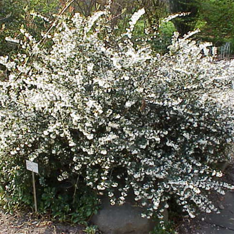 Osmanthus delavayi (Plant habit)