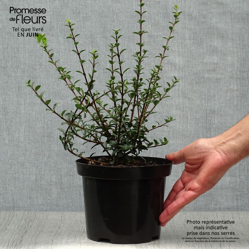 Osmanthus delavayi 2L/3L pot sample as delivered in summer