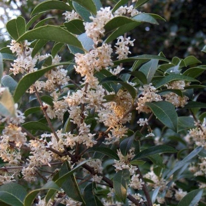 Osmanthus fortunei (Flowering)