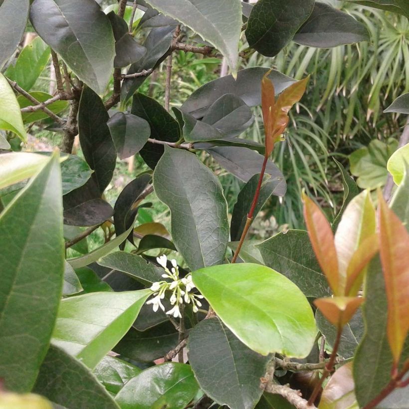 Osmanthus fragrans (Foliage)