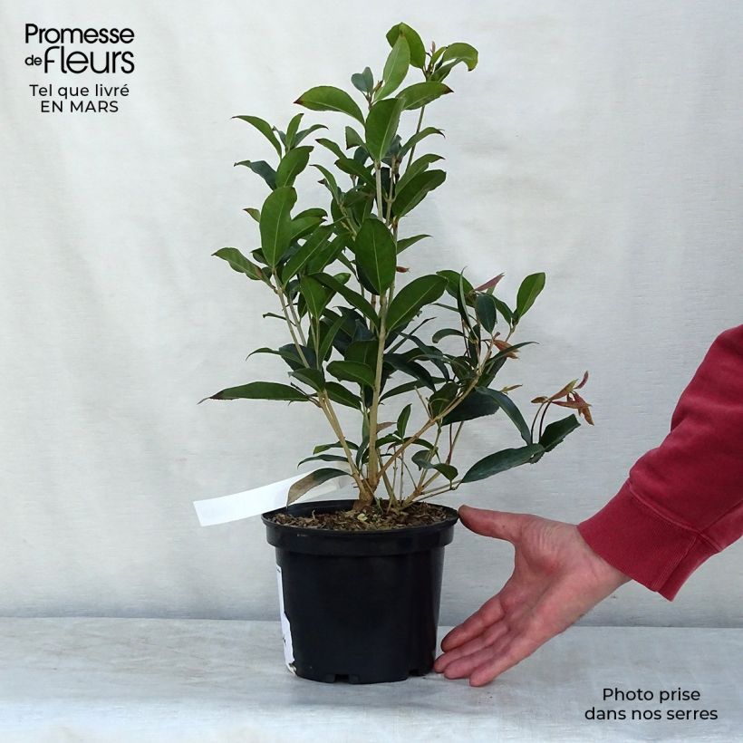 Osmanthus fragrans 2L/3L pot sample as delivered in spring