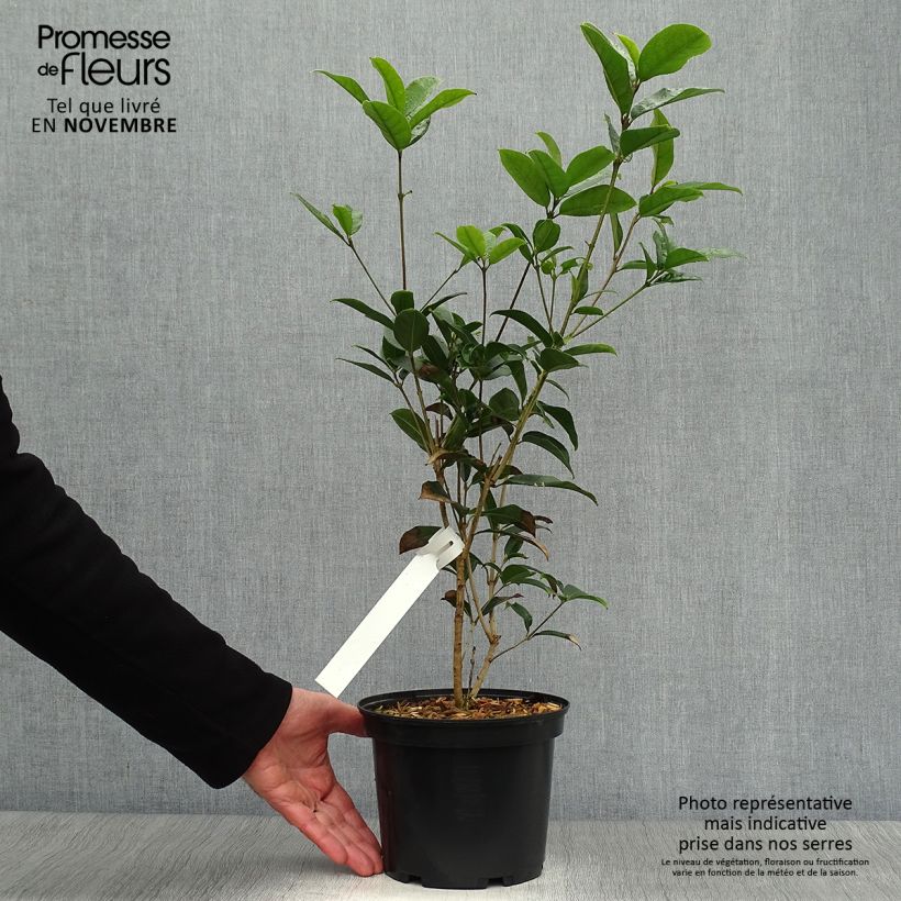Osmanthus fragrans 2L/3L pot sample as delivered in autumn