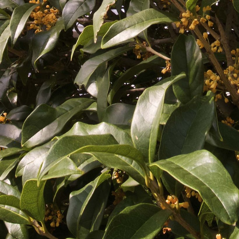 Osmanthus fragrans f. aurantiacus (Foliage)
