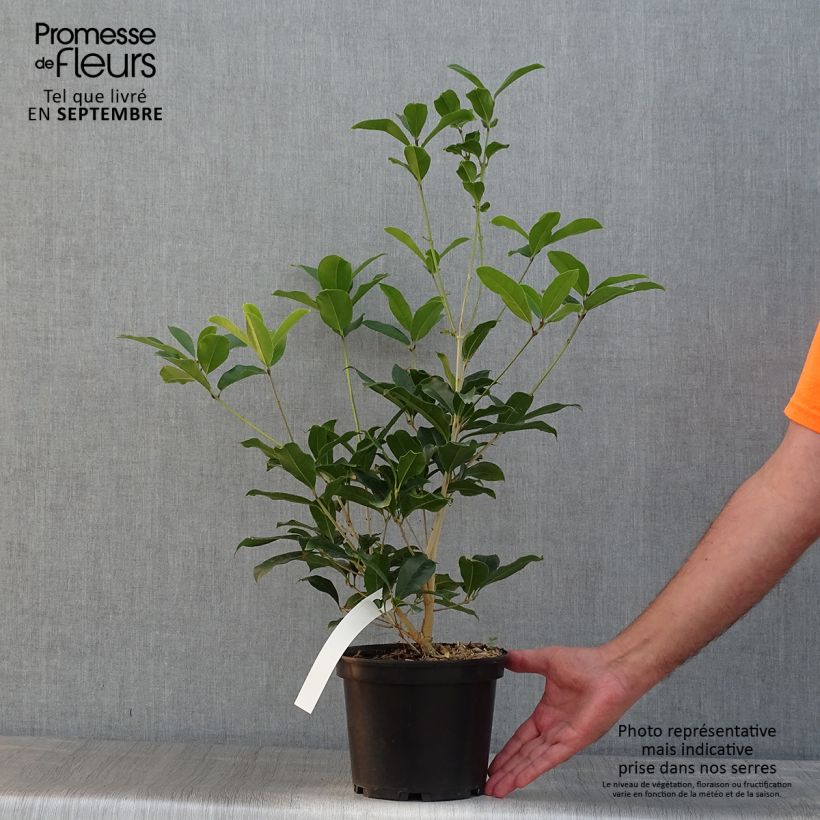 Osmanthus fragrans f. aurantiacus 2L/3L pot sample as delivered in summer