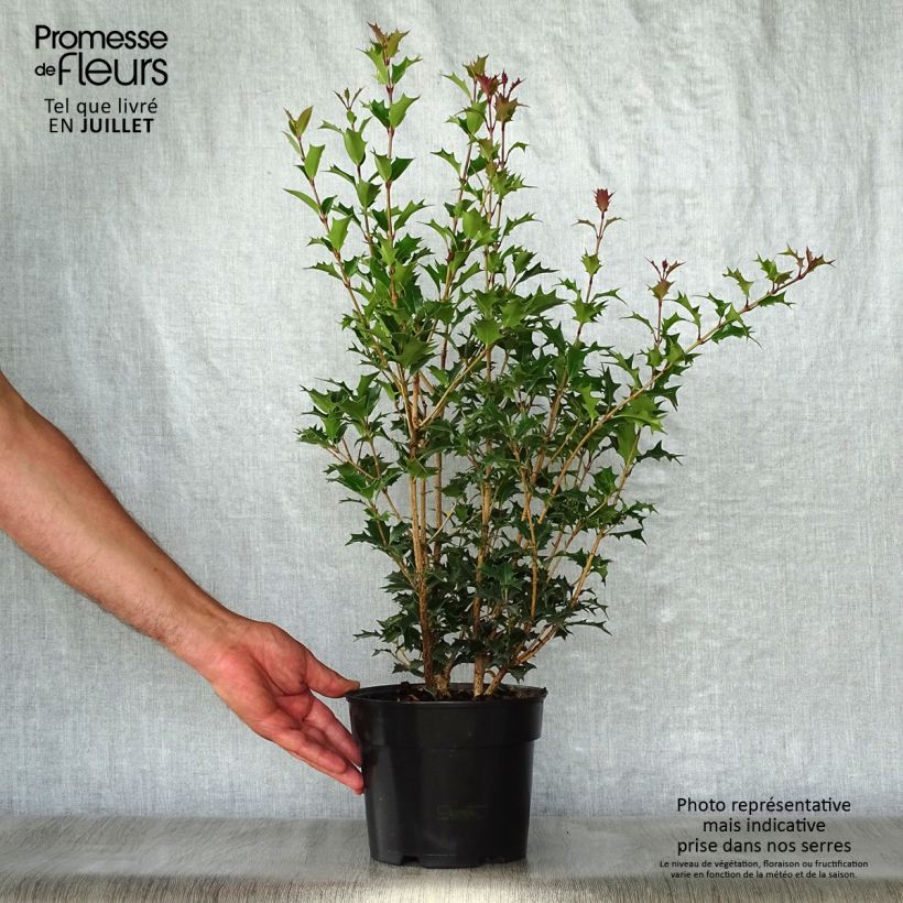 Osmanthus heterophyllus Gulftide 2L/3L pot sample as delivered in summer