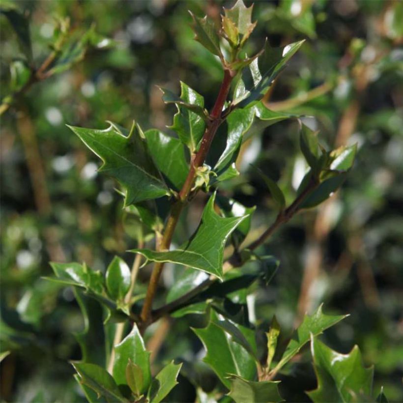 Osmanthus heterophyllus Gulftide (Foliage)