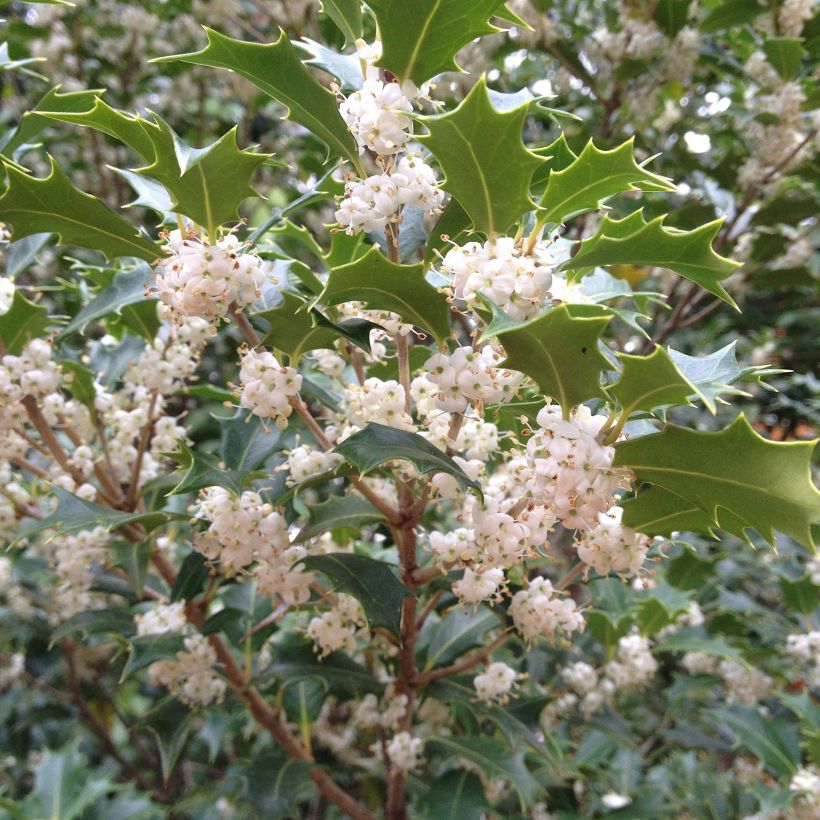 Osmanthus heterophyllus Gulftide (Flowering)