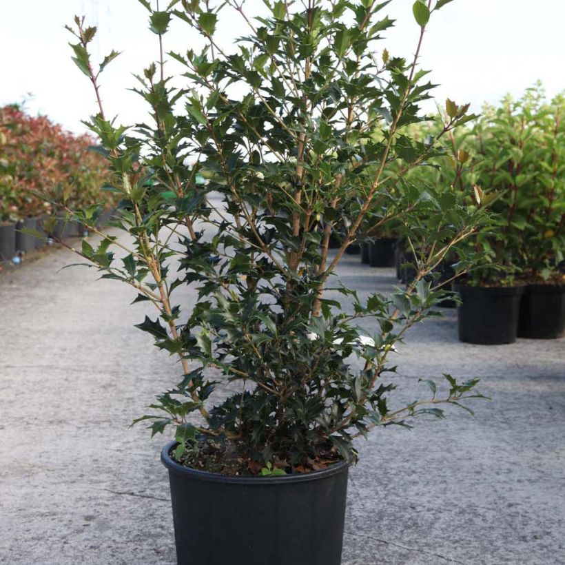 Example of Osmanthus heterophyllus Gulftide 7.5L/10L pot specimen as delivered