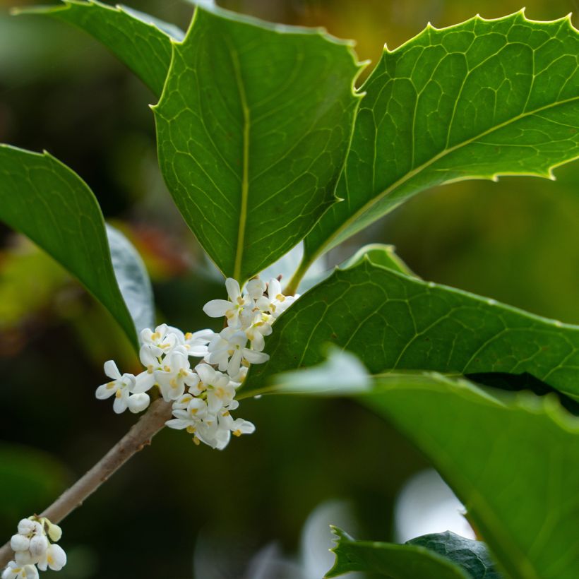 Osmanthus heterophyllus (Flowering)