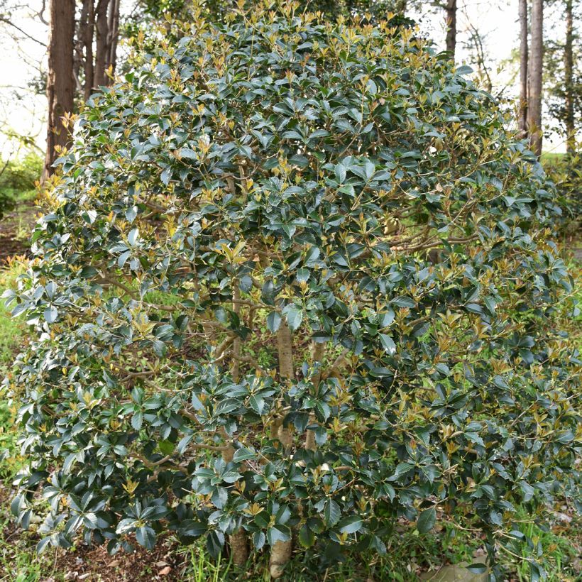 Osmanthus heterophyllus (Plant habit)