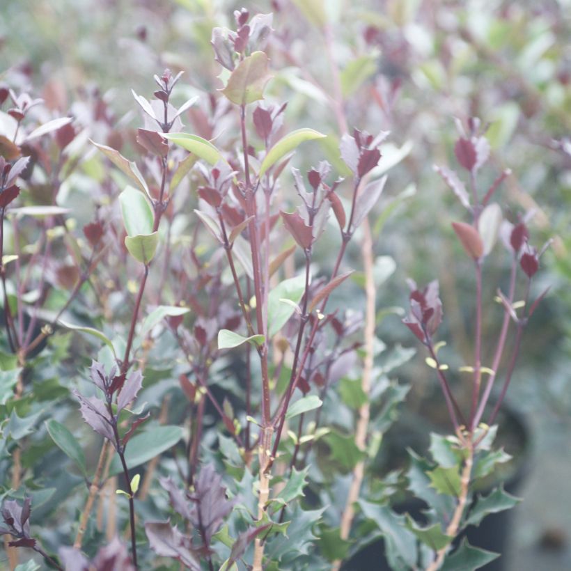 Osmanthus heterophyllus Purpureus (Foliage)