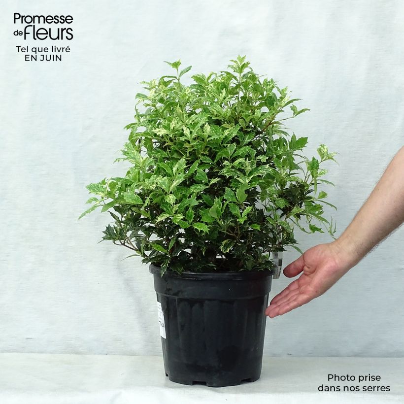 Osmanthus heterophyllus tricolor 7.5L/10L pot sample as delivered in summer