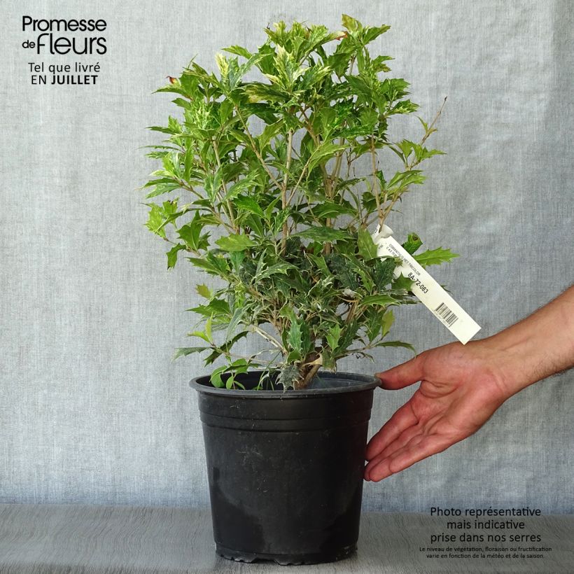 Osmanthus heterophyllus tricolor 4L/5L pot sample as delivered in summer