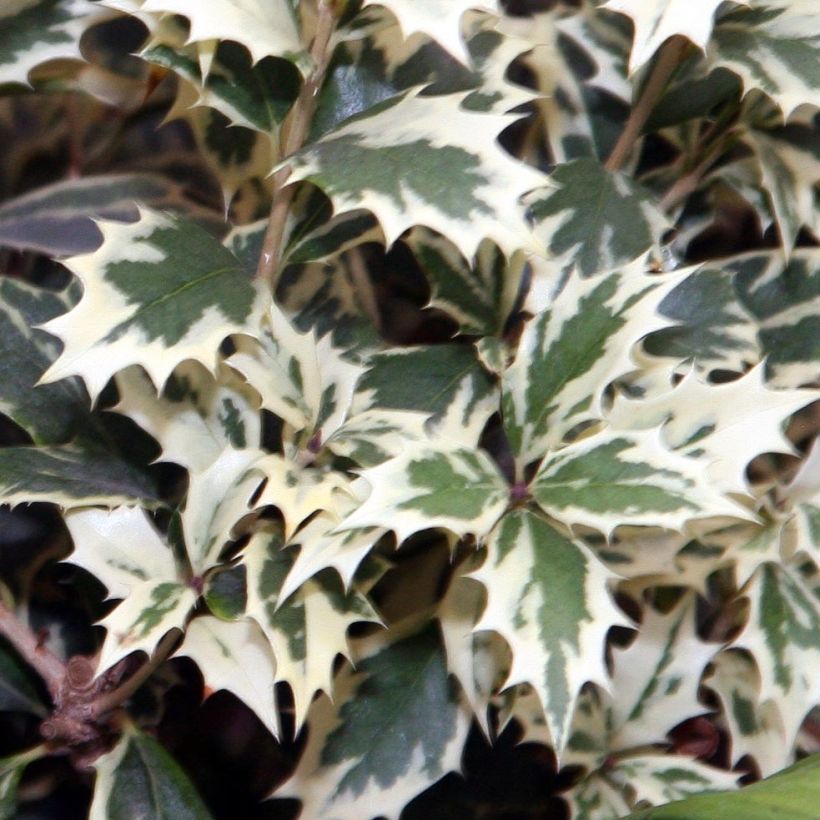 Osmanthus heterophyllus Variegatus (Foliage)