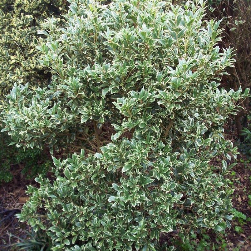 Osmanthus heterophyllus Variegatus (Plant habit)