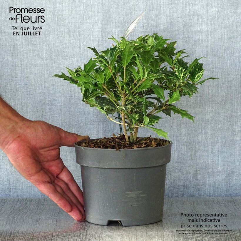 Osmanthus heterophyllus tricolor 2L/3L pot sample as delivered in summer