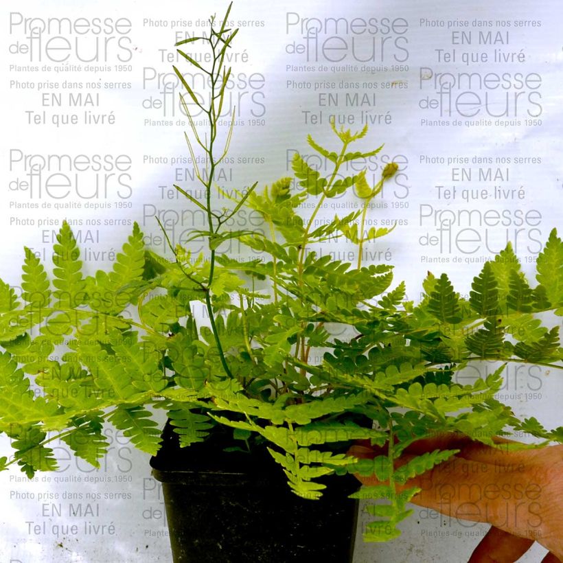 Example of Osmunda cinnamonea - Cinnamon Fern 8/9 cm pot specimen as delivered