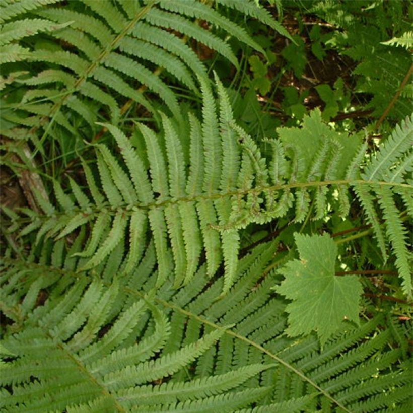 Osmunda claytoniana - Fern (Foliage)