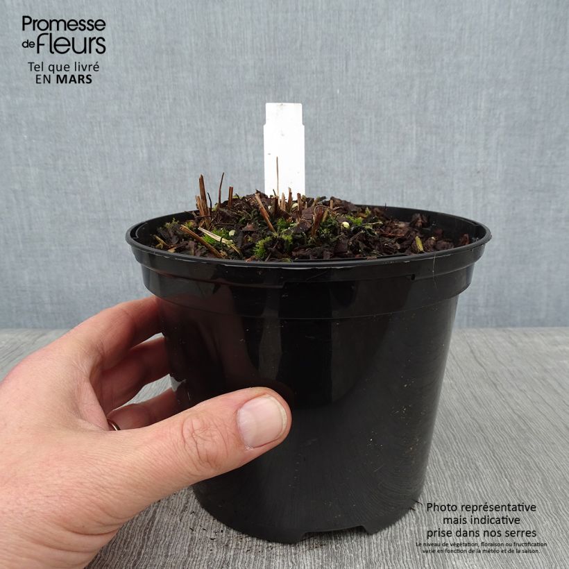 Osmunda claytoniana - Fern 2L/3L pot sample as delivered in winter