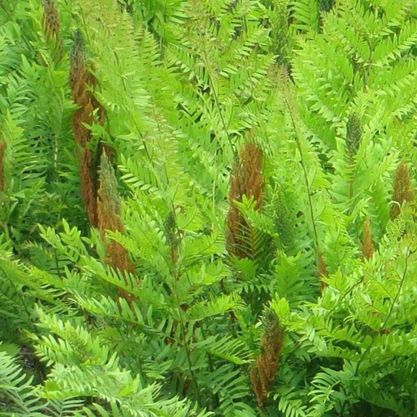 Osmunda regalis Purpurascens - Royal Fern (Flowering)