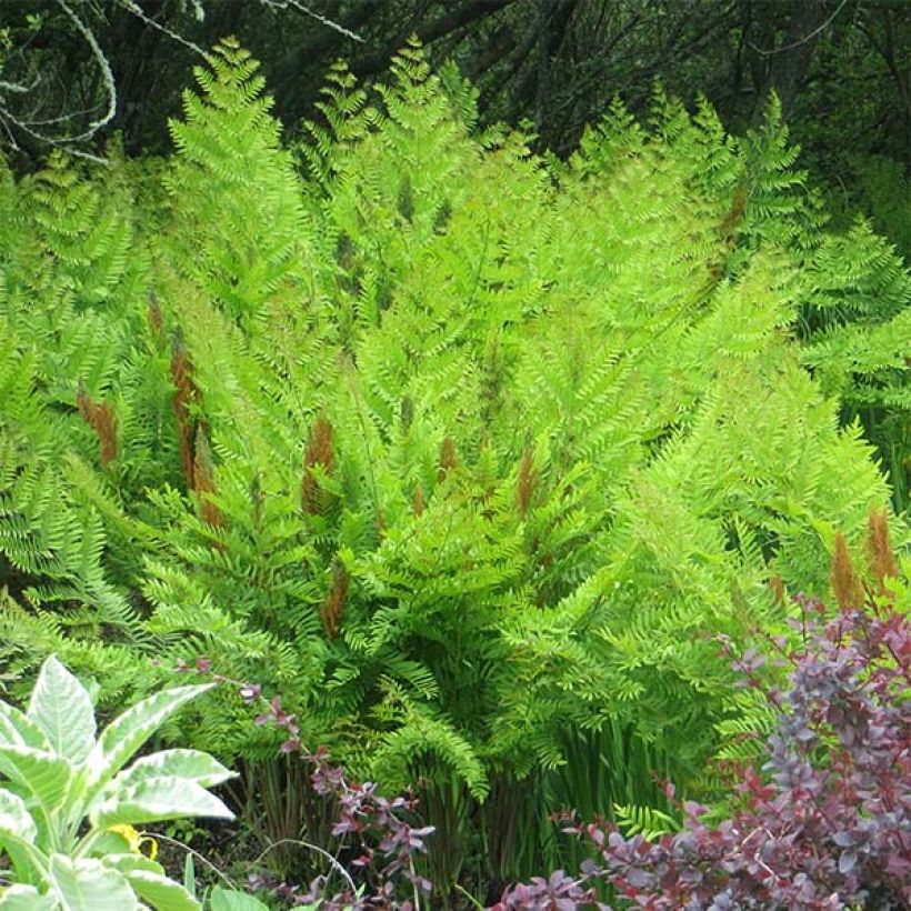 Osmunda regalis Purpurascens - Royal Fern (Plant habit)