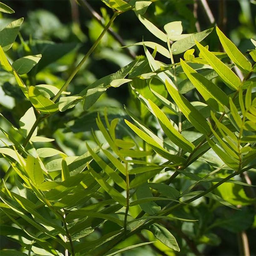 Osmunda japonica - Japanese Royal Fern (Foliage)