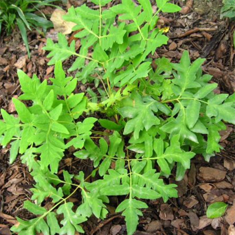 Osmunda regalis Cristata - Royal Fern (Foliage)