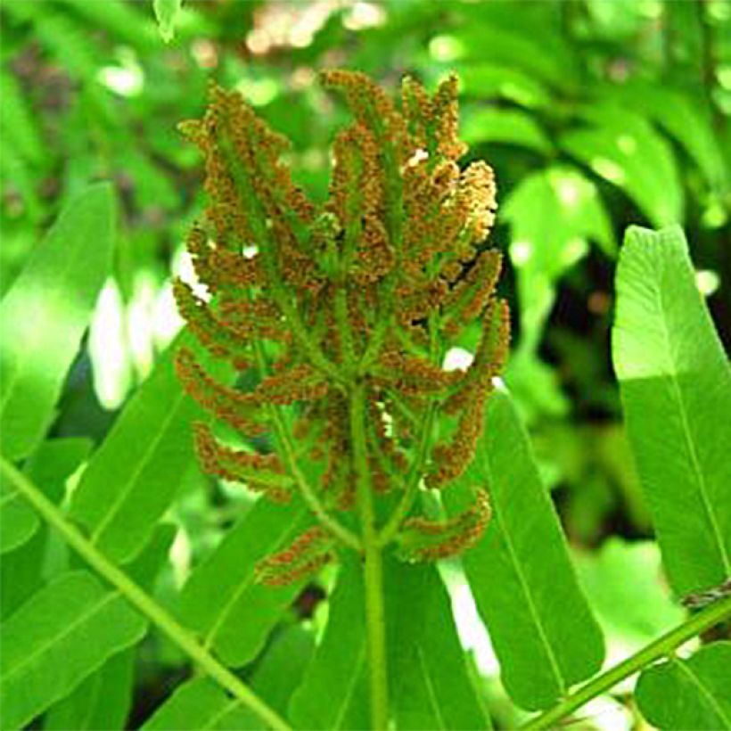 Osmunda regalis Cristata - Royal Fern (Flowering)