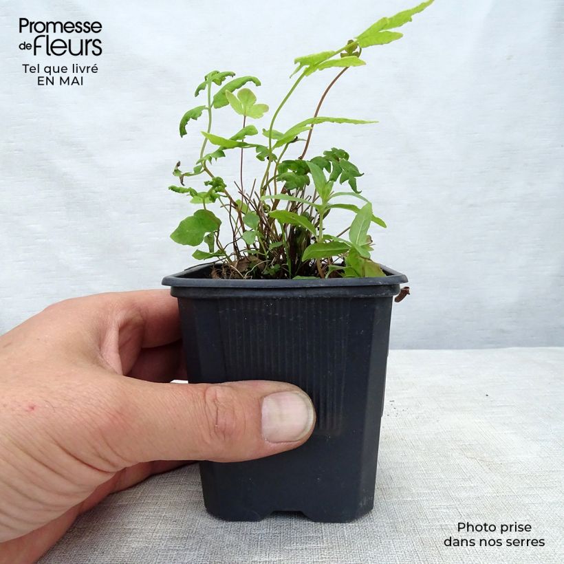 Osmunda regalis Purpurascens - Royal Fern sample as delivered in spring