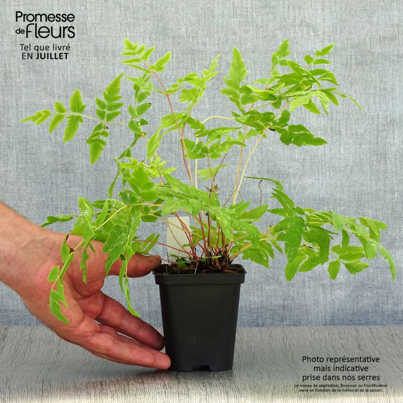 Osmunda regalis Purpurascens - Royal Fern 8/9 cm pot sample as delivered in summer
