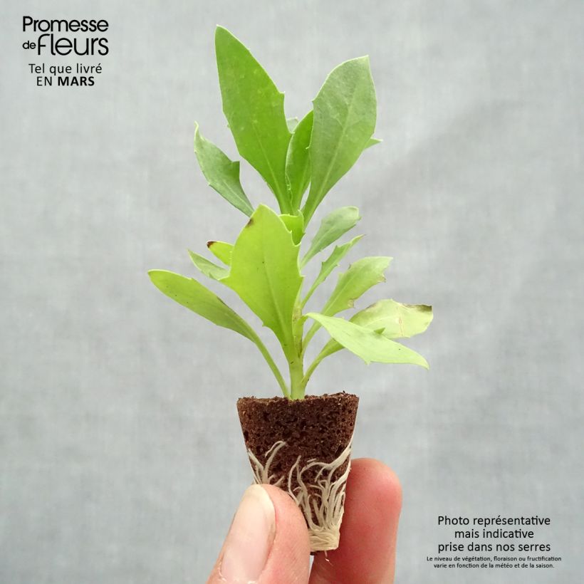 Osteospermum Cape Daisy White Plug plant 3/4cm sample as delivered in spring