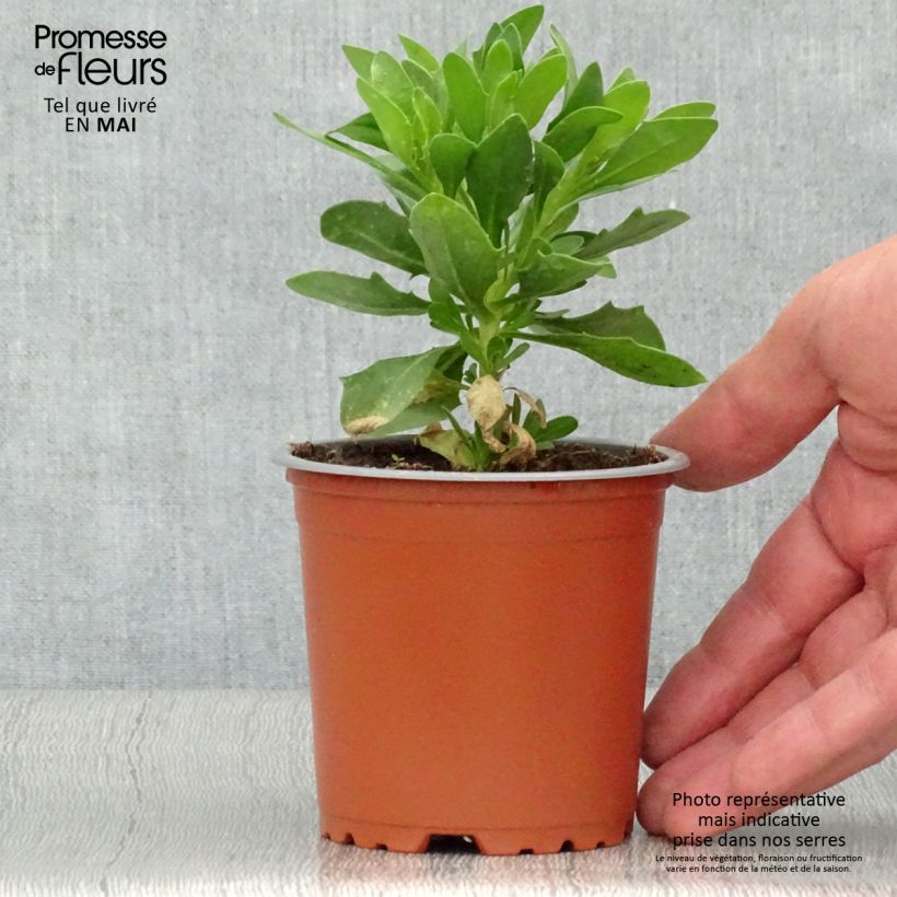 Osteospermum Cape Daisy White 10cm/11cm pot sample as delivered in spring