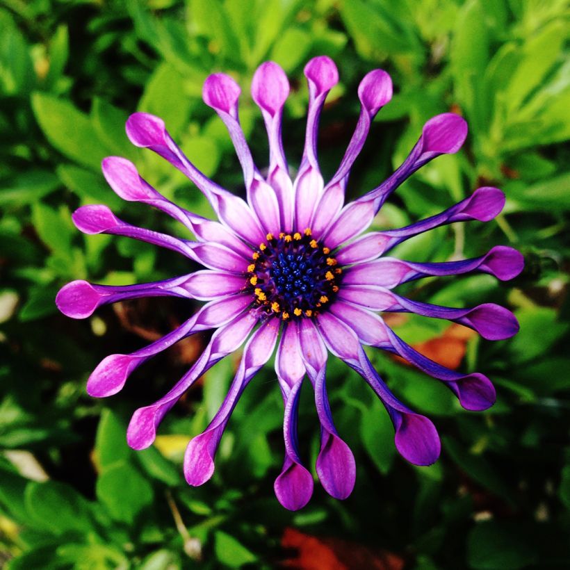 Osteospermum Flower Power Spider Pink - Cape Daisy (Flowering)