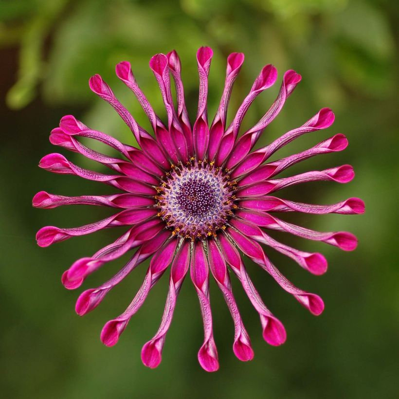 Osteospermum Flower Power Spider Purple - Cape Daisy (Flowering)