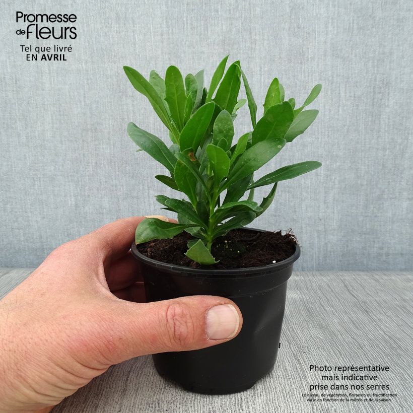 Osteospermum Flower Power Spider Purple - Cape Daisy 10cm/11cm pot sample as delivered in spring