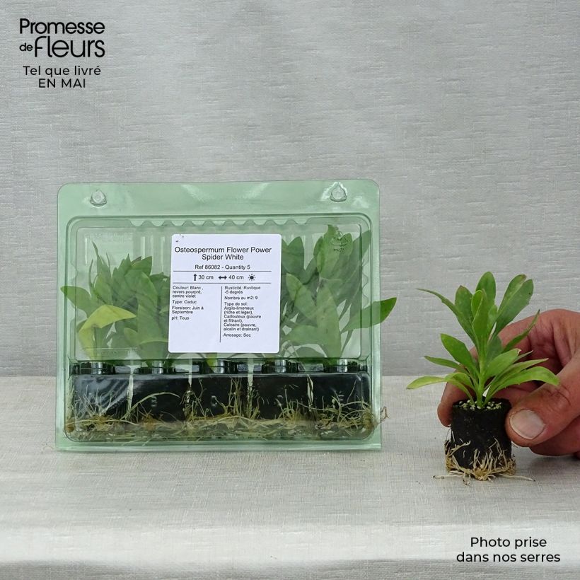 Osteospermum Flower Power Spider White - Cape Daisy Plug plant 3/4cm sample as delivered in spring