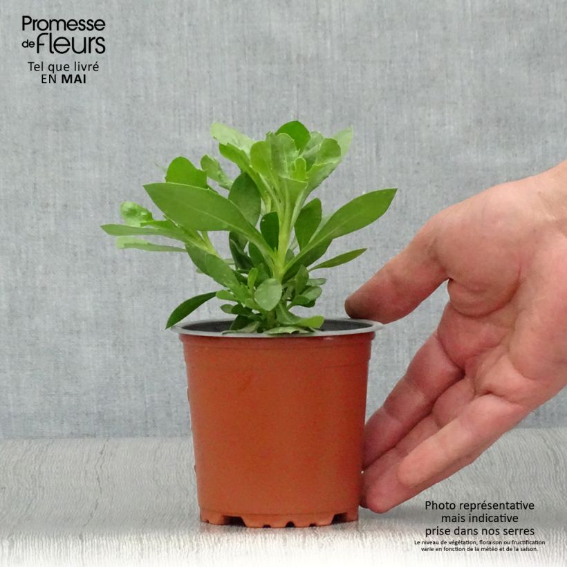 Osteospermum Summersmile Cream 10cm/11cm pot sample as delivered in spring