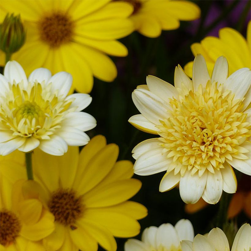 Osteospermum Summersmile Double Golden Yellow - Cape Daisy (Flowering)