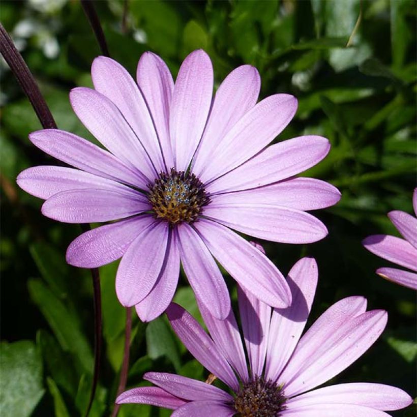 Osteospermum Summersmile Soft Violet - Cape Daisy (Flowering)