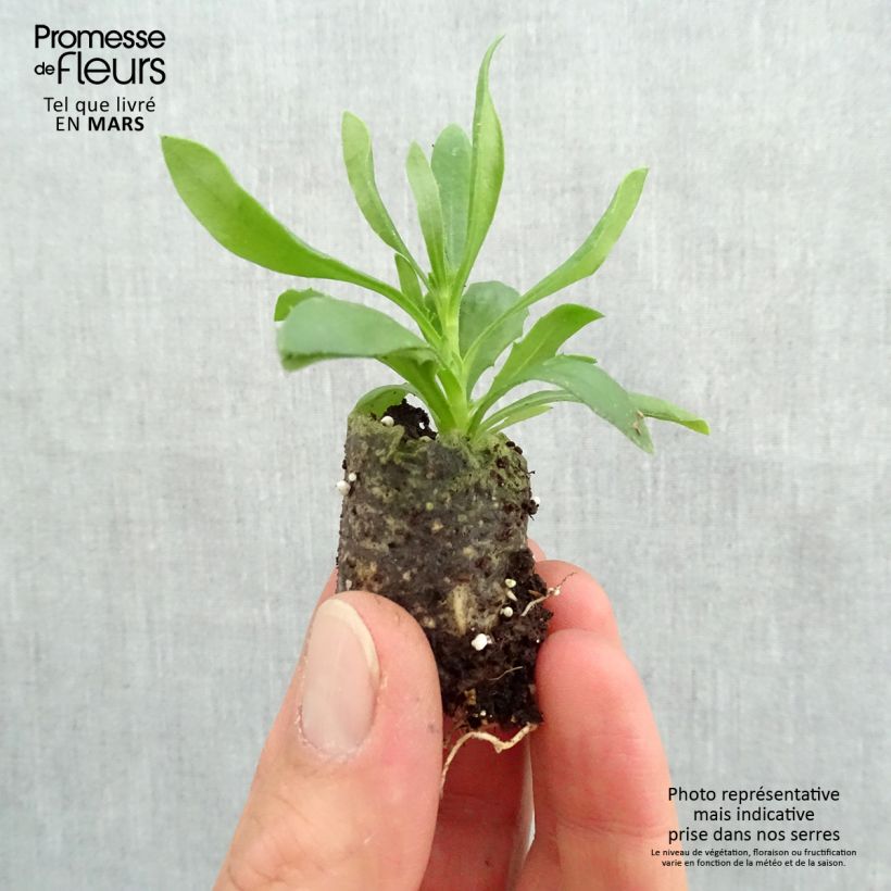 Osteospermum Summersmile Soft Violet - Cape Daisy Plug plant 3/4cm sample as delivered in spring