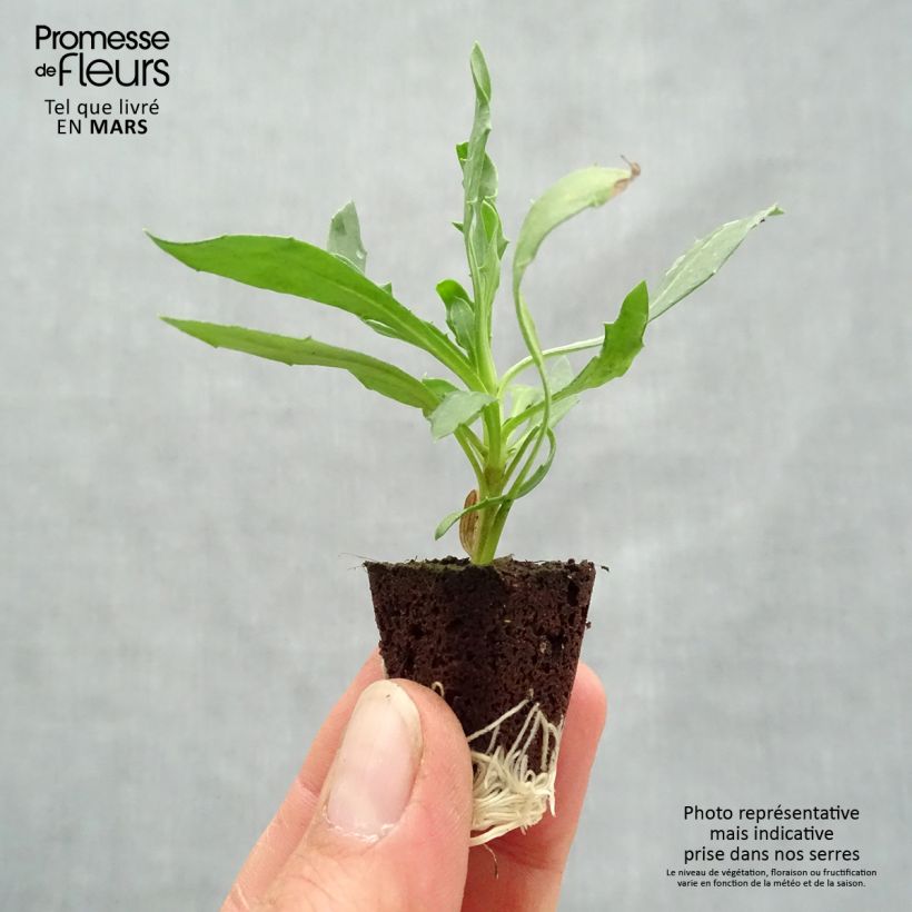 Osteospermum Voltage Yellow - Cape Daisy Plug plant 3/4cm sample as delivered in spring