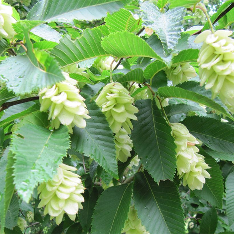 Ostrya carpinifolia (Flowering)