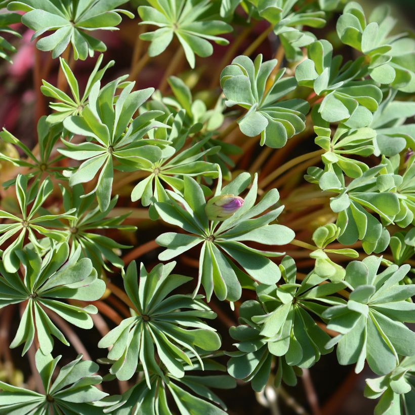 Oxalis adenophylla  (Foliage)