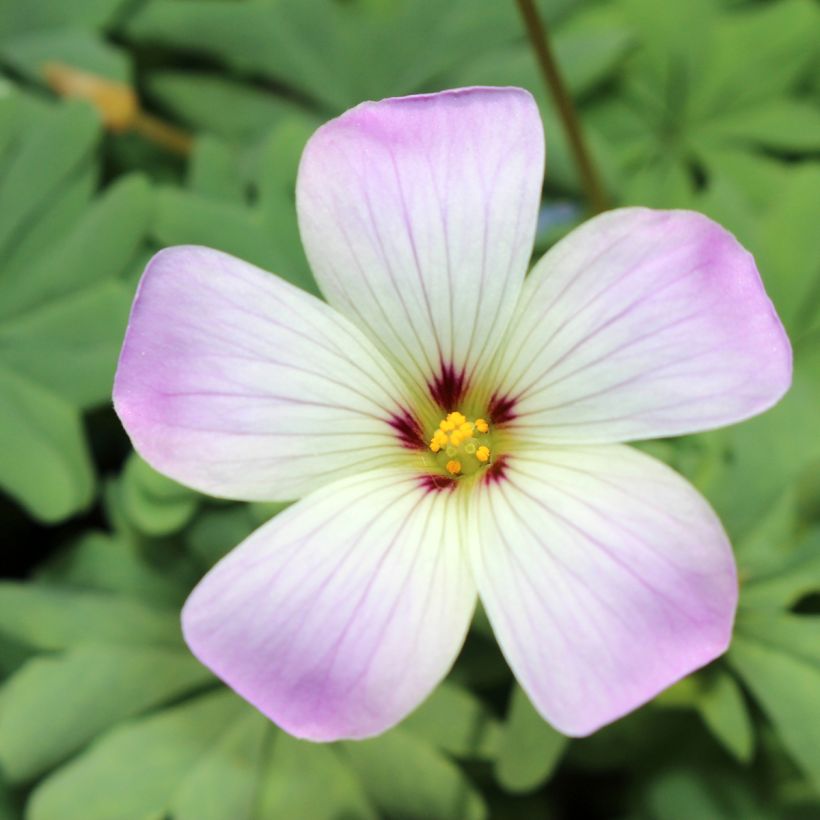 Oxalis adenophylla  (Flowering)