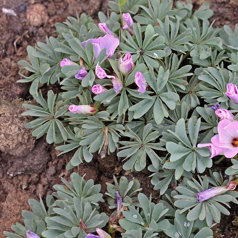 Oxalis adenophylla  (Plant habit)