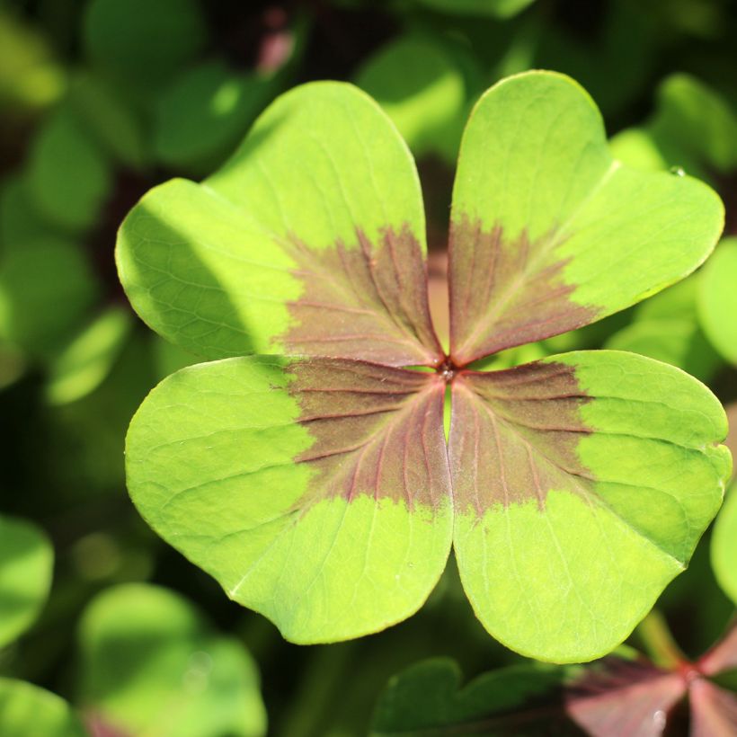 Oxalis deppei (Foliage)