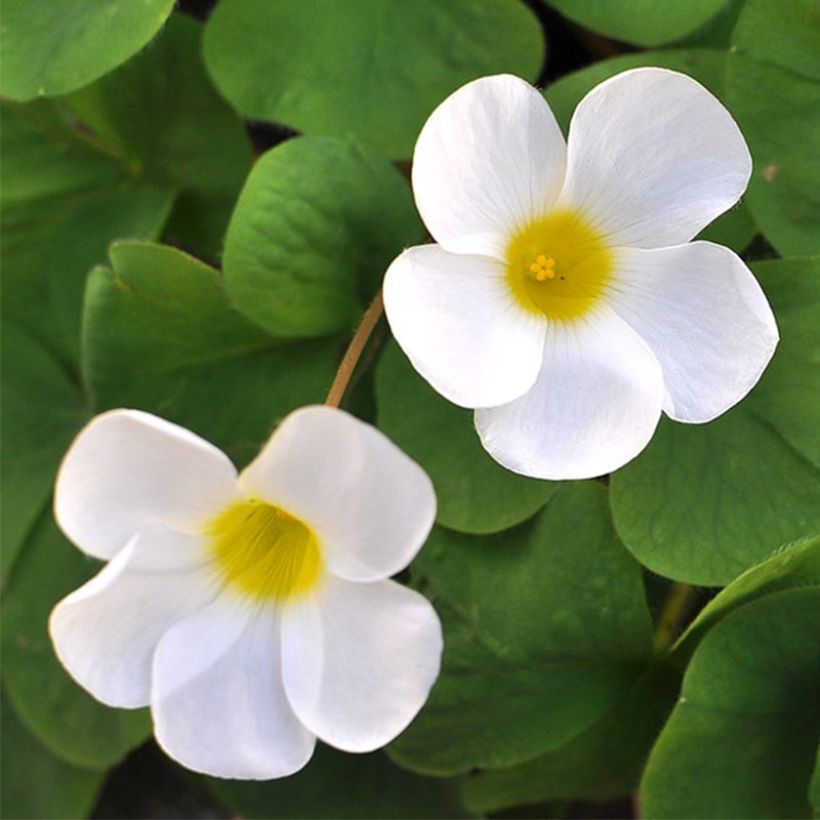 Oxalis purpurea 'Alba' (Flowering)