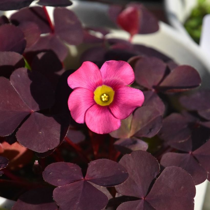 Oxalis purpurea 'Garnet' (Flowering)